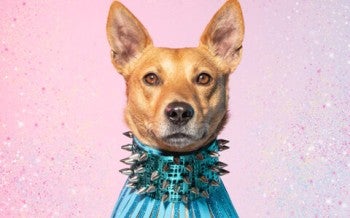 Sam, survivor of the dog meat trade