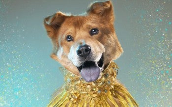 Soju, rescued from the dog meat trade