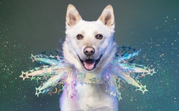 Wilf, rescued from the dog meat trade