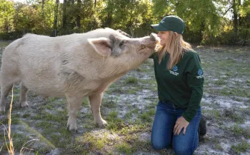 Pig with rescuer