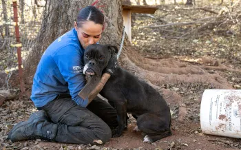 A woman in a blue shirt comforts a black dog outdoors