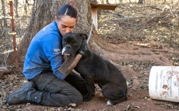 A woman in a blue shirt comforts a black dog outdoors