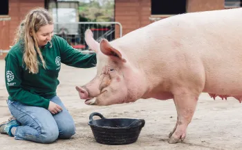 A Humane World for Animals staffer kneeling down next to a rescued pig.