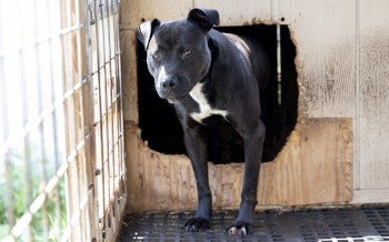 Dog in a cage