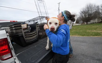 Dog being lifted into transport vehicle