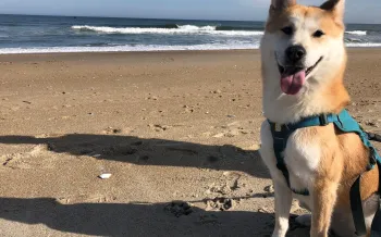 Hayden SK rescue dog