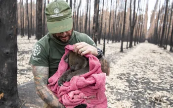 Rescuer holds koala after wildfires