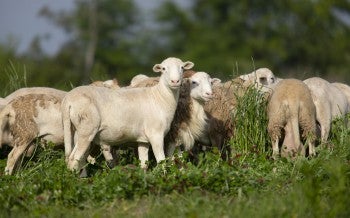 Sheep