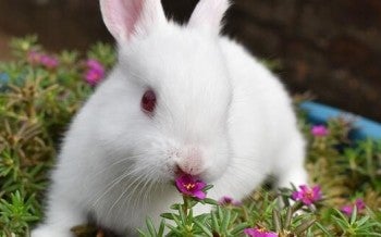rabbit, bunny