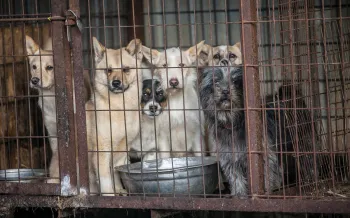 A dog with grey hair, far right (Shadow), bound for the U.K., is locked up in a cage along with other dogs at a dog meat farm in Wonju, South Korea