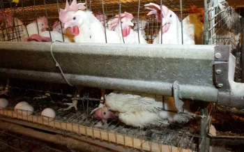 chickens confined in a factory farming environment