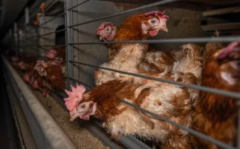 a group of chickens in a cage