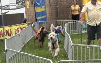 Capuchin monkeys strapped to the back of dogs, running in tight circles
