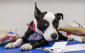 A dog is examined by a veterinarian during a Humane World for Animals disaster relief veterinary services clinic after Hurricane Helene