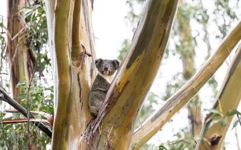 Years after the 2020 bushfire rescue, a koala thrives on Kangaroo Island, resting in a tall, healthy eucalyptus tree.