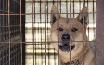 A light brown dog looks out from behind a wire cage at a dog meat farm in South Korea