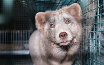Fox fur farm investigation in Finland, carried out by Humane World for Animals in collaboration with Finnish animal protection group Oikeutta eläimille in late October 2024.