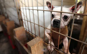 A Boston terrier looks out of its cage