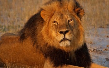 Lion