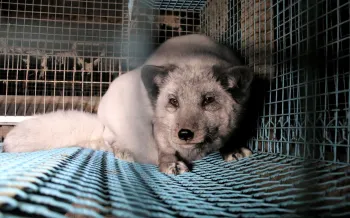 Fox in a cage at a fur farm