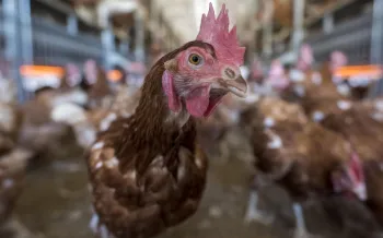 Chickens in chicken house