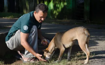 A person petting a dog