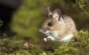 a small, brown and white mouse perched on a bed of vibrant green moss