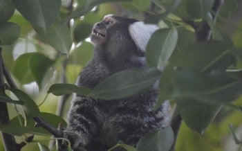 a monkey in a tree