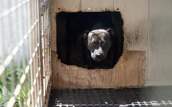 a dog peering out of a box