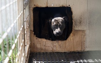 a dog peering out of a box