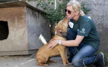 a dog licks a woman's face