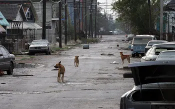dogs walking on a street