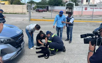 Hurricane drill in Merida, Yucatan, Mexico. Dog hit by a car