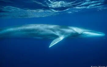 Fin whale