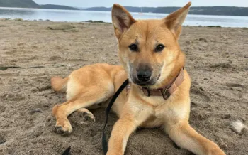 Kimchi in his new home, a dog adopted in Canada who was rescued by Humane World for Anima