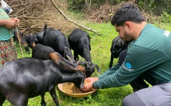 Humane World for Animals India providing feed to over 12,000 animals post the Odisha floods.
