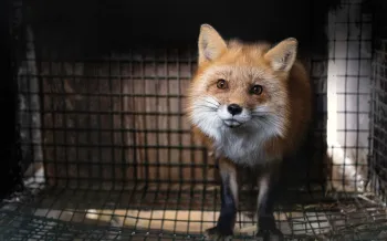 A fox stands in a cage at a fur farm in Ohio, just before being rescued. 