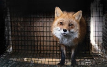 A fox stands in a cage at a fur farm in Ohio, just before being rescued. 