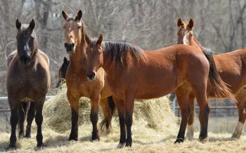 Wild horses eat hay at their new home