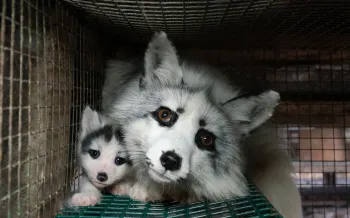 Adult and baby fox in a cage on a fur farm in Finland