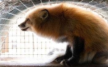 Fox in cage at a fur farm in Ohio