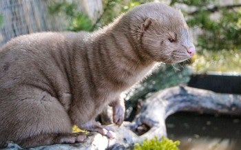 Mink at a sanctuary in his environment