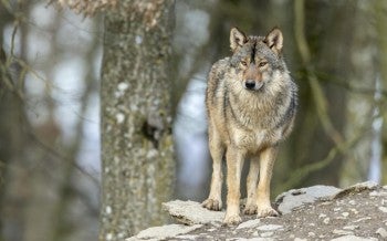 Wolf