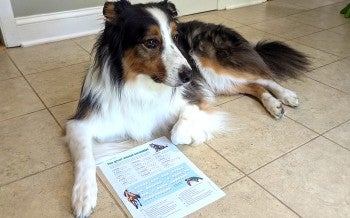 Picture of a dog with the Fall 2025 Paws and play puzzle.