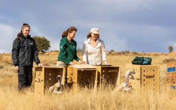 Three people release two Cape vultures from wooden crates back into their natural habitat in South Africa