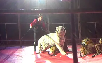Tigers being performed and abused
