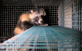 Raccoon dog on a fur farm