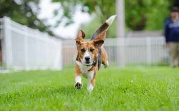 Teddy, an 18 month old beagle, has fun at his new home