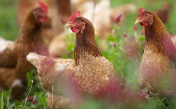 Free hens