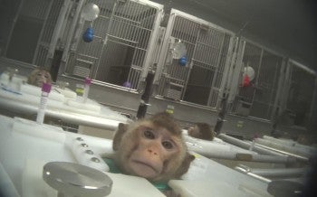 Primate